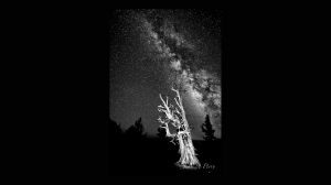 B and W Milky Way and Bristlecone Pine